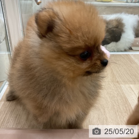 ポメラニアンの写真