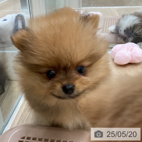 ポメラニアンの写真