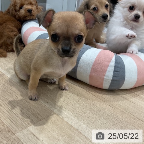 チワワの写真
