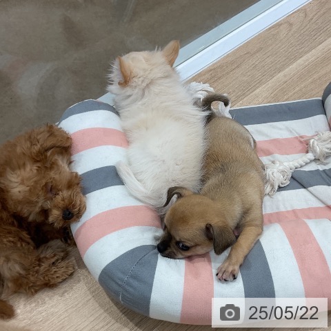 チワワの写真