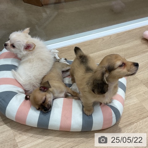 チワワの写真