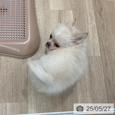 チワワの写真