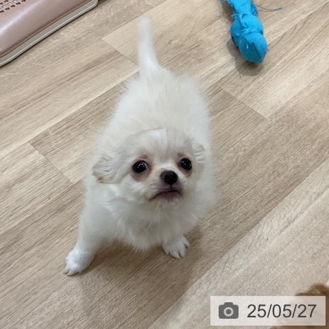 チワワの写真