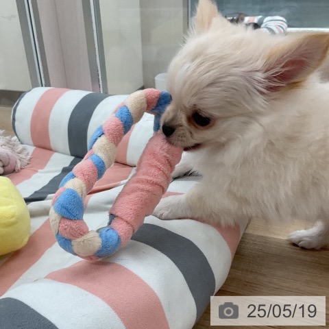 チワワの写真