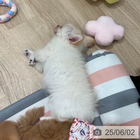 チワワの写真