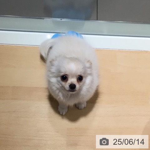 チワワの写真