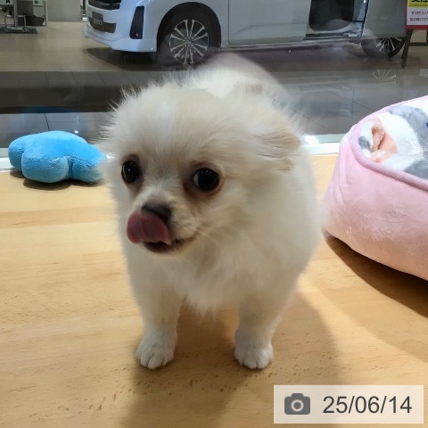 チワワの写真