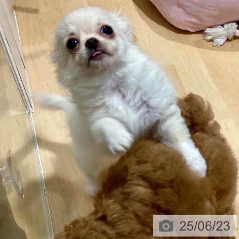 チワワの写真