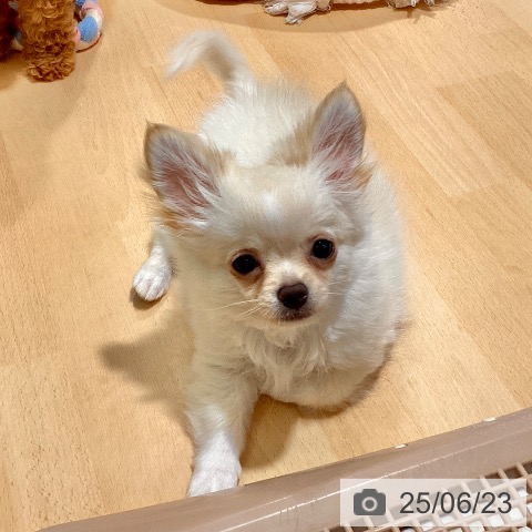 チワワの写真