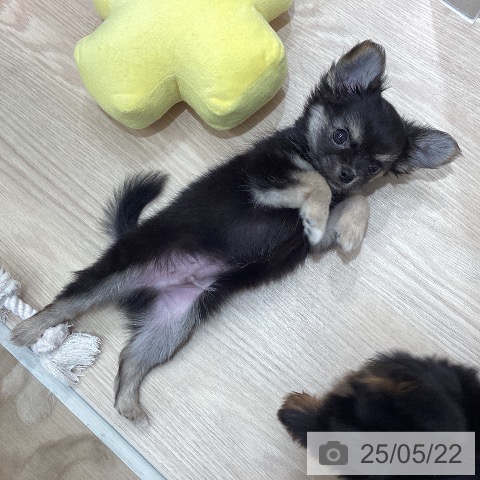 チワワの写真