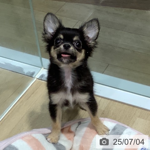チワワの写真