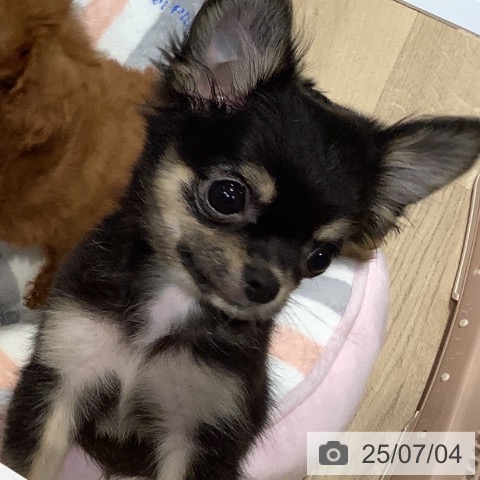 チワワの写真