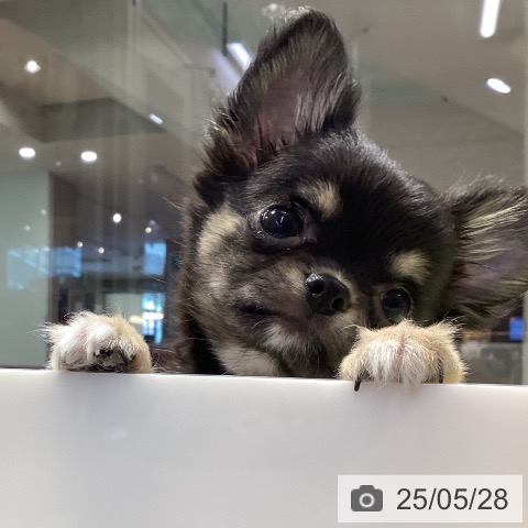 チワワの写真