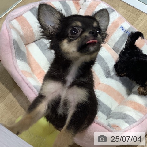 チワワの写真