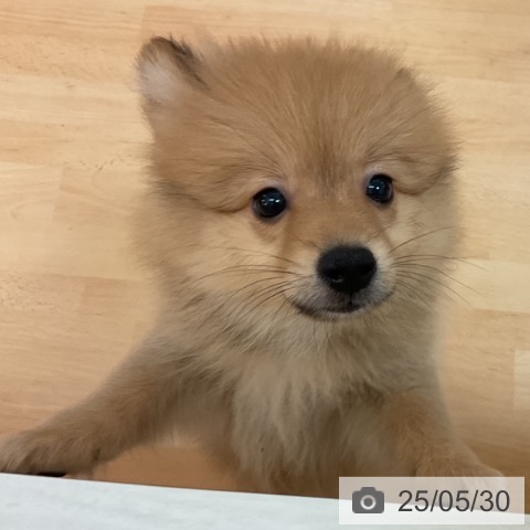 ポメラニアンの写真