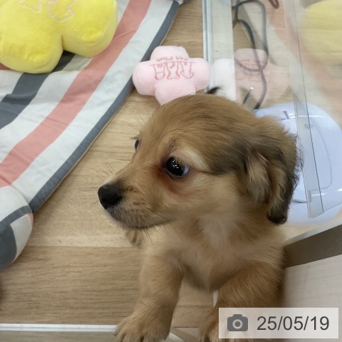 ミニチュア・ダックスフンドの写真