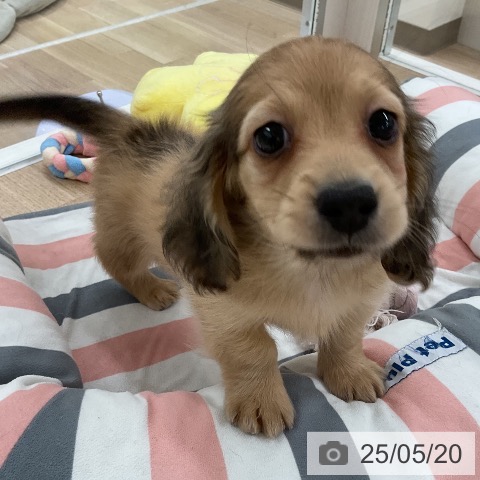 ミニチュア・ダックスフンドの写真