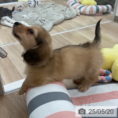 ミニチュア・ダックスフンドの写真