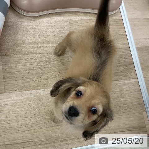 ミニチュア・ダックスフンドの写真