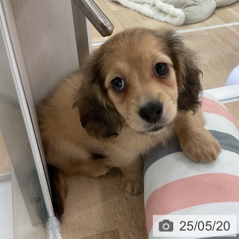 ミニチュア・ダックスフンドの写真