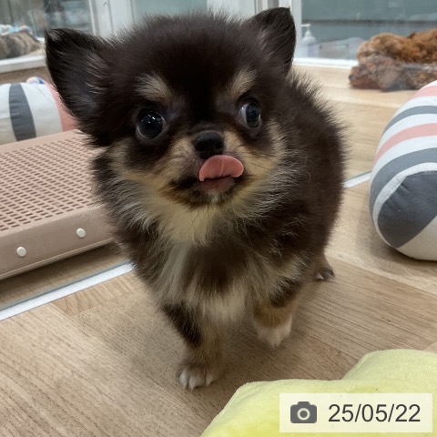 チワワの写真