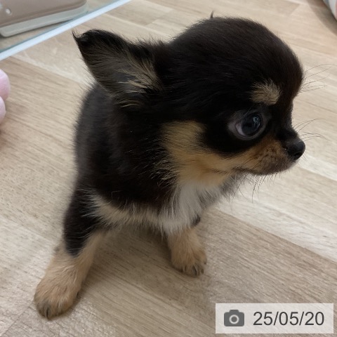 チワワの写真