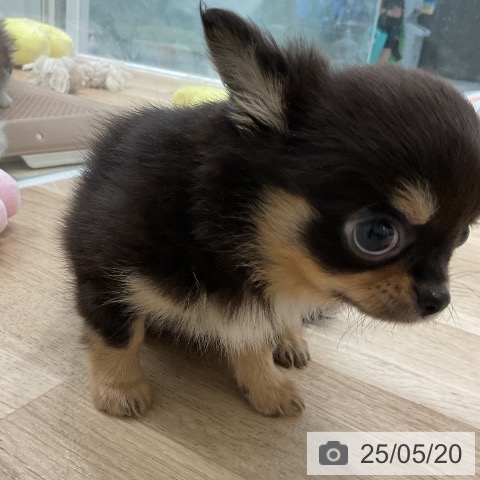 チワワの写真