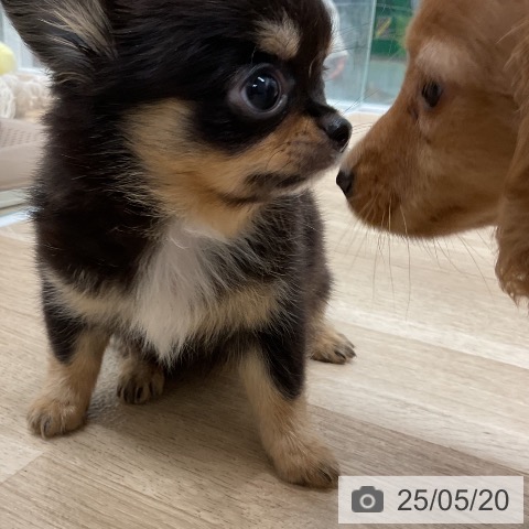 チワワの写真