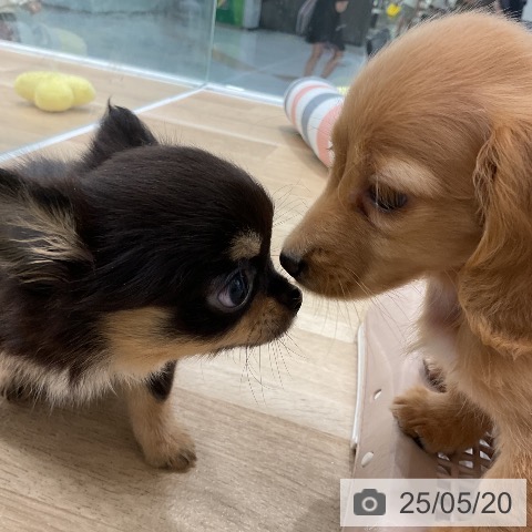 チワワの写真
