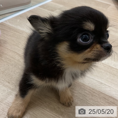 チワワの写真