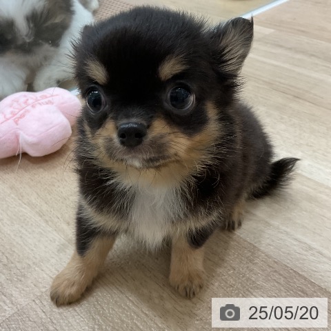 チワワの写真