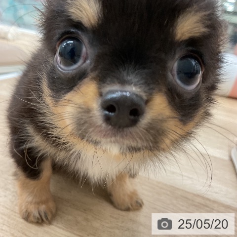 チワワの写真