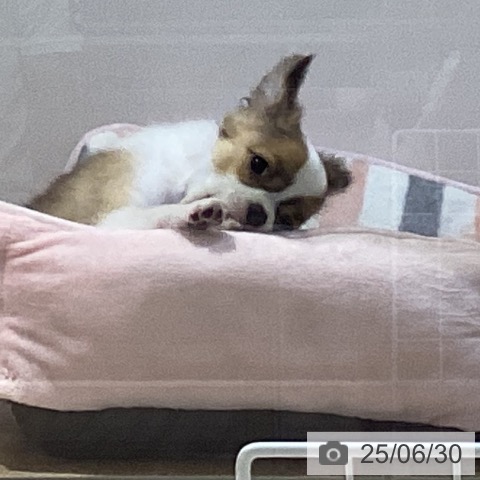 チワワの写真