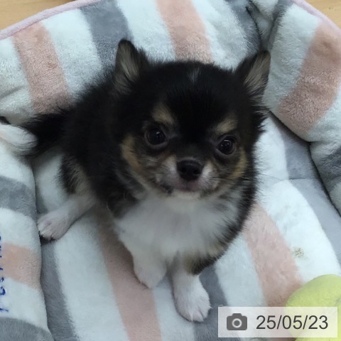 チワワの写真