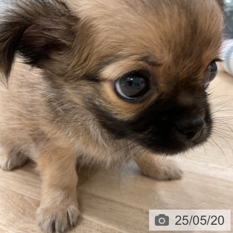 チワワの写真