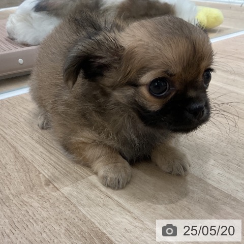チワワの写真