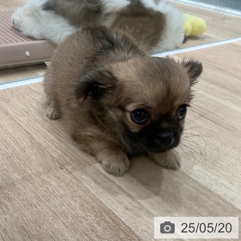 チワワの写真