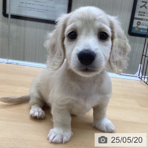 ミニチュア・ダックスフンドの写真