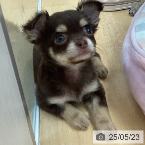 チワワの写真