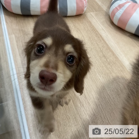 ミニチュア・ダックスフンドの写真