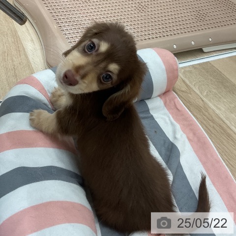 ミニチュア・ダックスフンドの写真