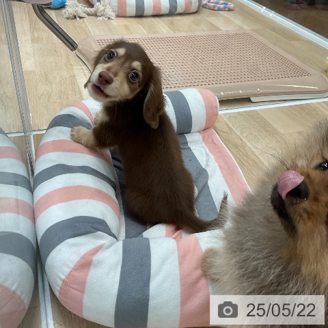 ミニチュア・ダックスフンドの写真