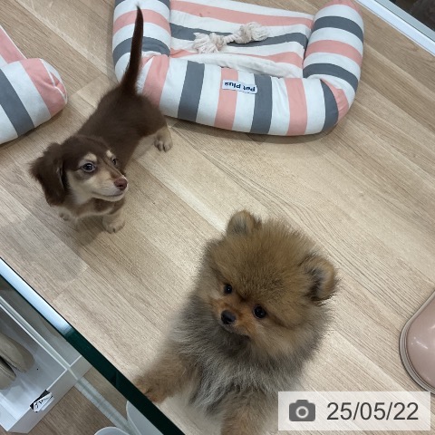 ミニチュア・ダックスフンドの写真