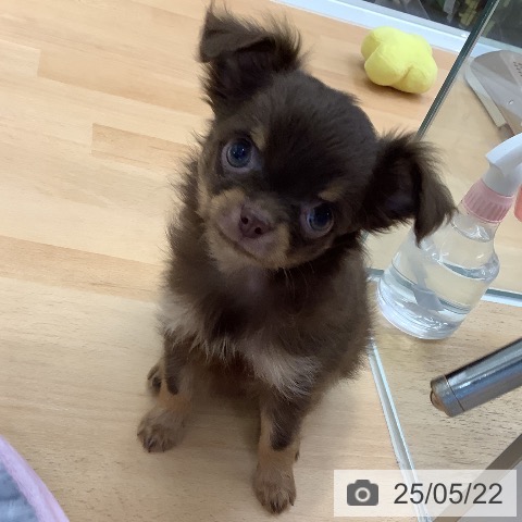 チワワの写真