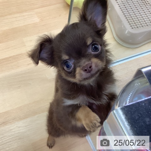 チワワの写真