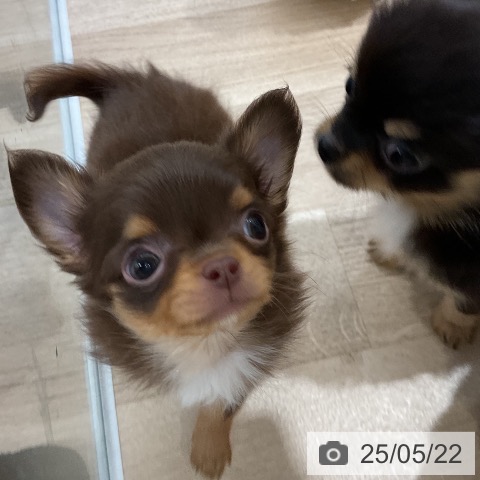 チワワの写真