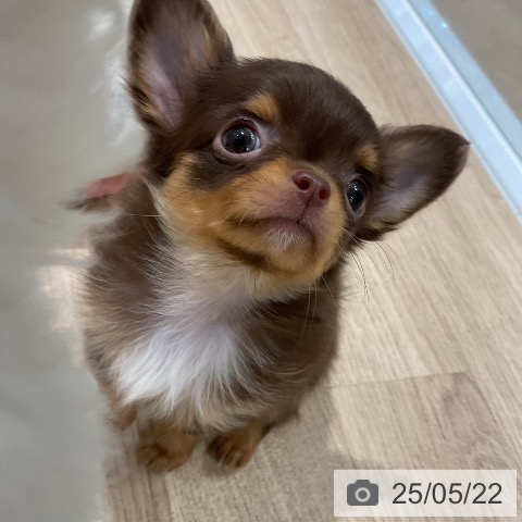 チワワの写真