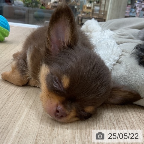 チワワの写真