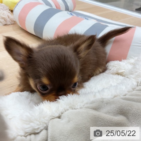 チワワの写真
