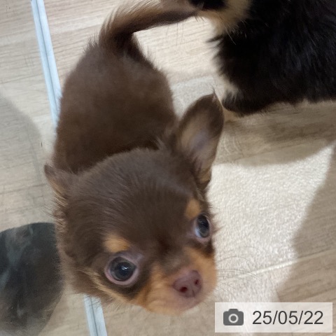 チワワの写真